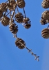 Metasequoia glyptostroboides living fossil female globular cones