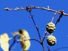 November cones have spirally arranged scales