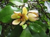 Michelia figo