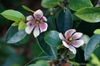 Michelia figo