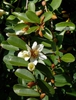 Michelia yunnanensis