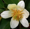 Michelia yunnanensis