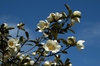 Michelia yunnanensis