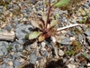 Form
