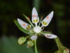 Close up of flower