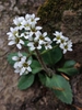 Micranthes virginiensis
