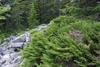form of the plant growing over rocks