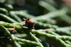 Stems with a small brown cone