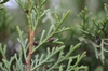 Scale-like leaves