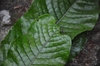 close-up of fern with undivided leaves showing venation.