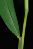 Leaf attachment and stem (Fairmount Park, Philadelphia, PA)-Mid
