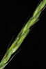 Seeds forming (Fairmount Park, Philadelphia, PA)-Mid Fall