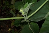 Mid Sept. -Female Flower Bud - Durham Co., NC