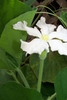 Mid Sept. _ Female Flower - Side View - Durham Co., NC