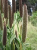 Dense, cattail-like spikes of grain