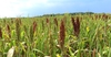 Field of grass with dense upright spike of grain