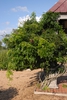 Millettia reticulata