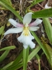 White orchid with a large lipe with yellow calluses