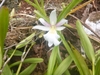 White orchid with a large lipe with yellow calluses