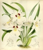 Botanical drawing