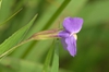 Mimulus ringens