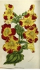 Mimulus x hybridus