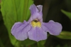Mimulus ringens