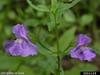 Mimulus ringens