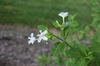 Mirabilis jalapa