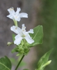 Mirabilis jalapa