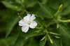 Mirabilis jalapa