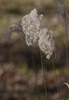 Seed heads in January