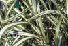 Variegated leaf detail