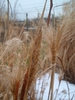 Brown seed pod and white feathery stalks with individual seeds