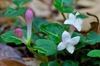 Mitchella repens