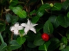 Mitchella repens