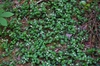 Mitchella repens