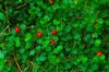 Mitchella repens