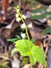 Leaf/Flower/Bud
