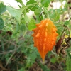 Momordica charantia, fruit