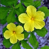Momordica charantia, flower