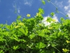 Momordica charantia, vine