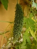 Momordica charantia, fruit