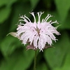 Close-up of the cluster of pale pink flowers.