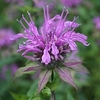 clusters of pink, two-lipped flowers