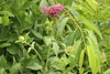 Leafy shoot bearing a cluster of pink, tubular, 2-lipped flowers