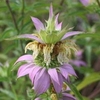 Inflorescences of pink bracts subtending pale yellow flowers.