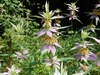 pink bracts subtending pale yellow, violet-speckled flowers.