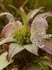 Close-up on yellow, 2-lipped flowers with violet spots.