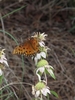 Butterfly on flowers borne in whorls on vertical stems.